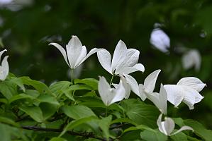 078 2023-05201912 Mount Auburn Cemetery, MA